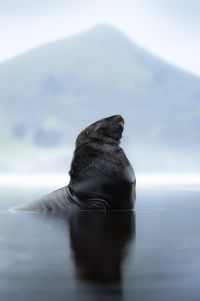 Sam McGee's photograph Lone Lion, of a sea lion.