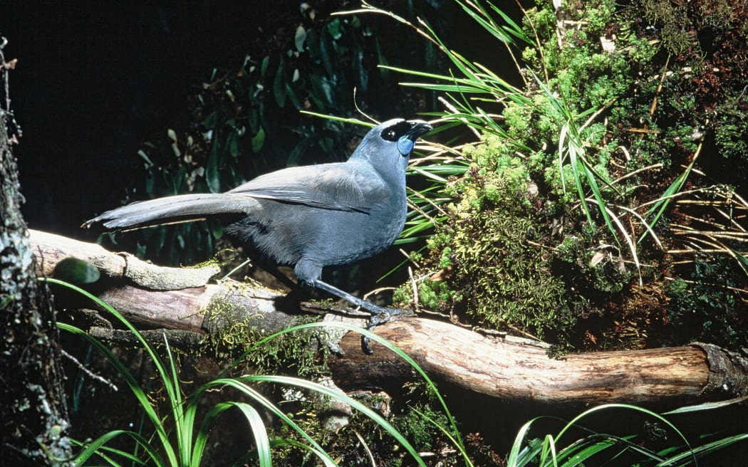 A North Island kokako.