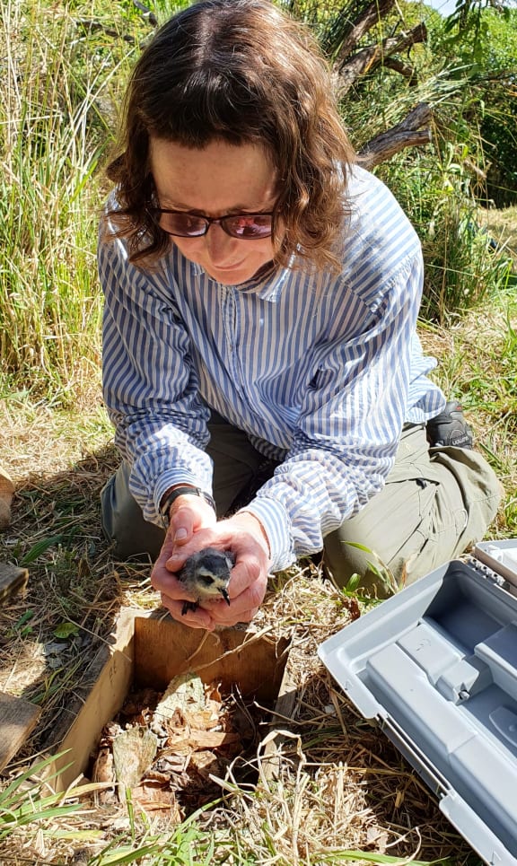 Alison Ballance returning a chick to a burrow