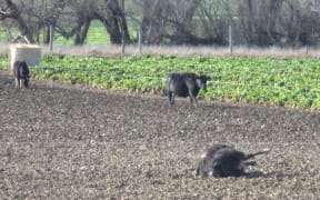 The Animal advocacy group SAFE has released photos that it says shows cows having to calve in unacceptable conditions.