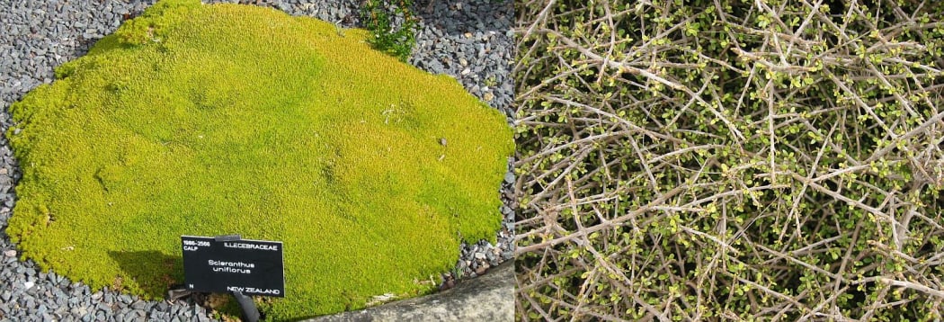 Cushion plant and divaricating shrub