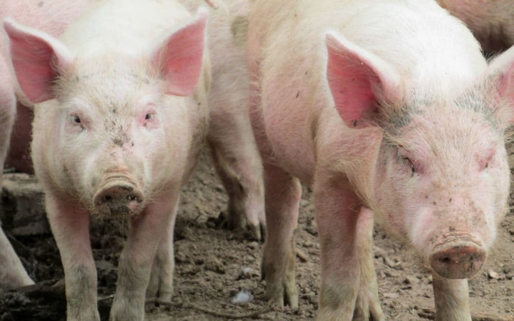 Auckland man fined for offering to sell illegally slaughtered pigs ...