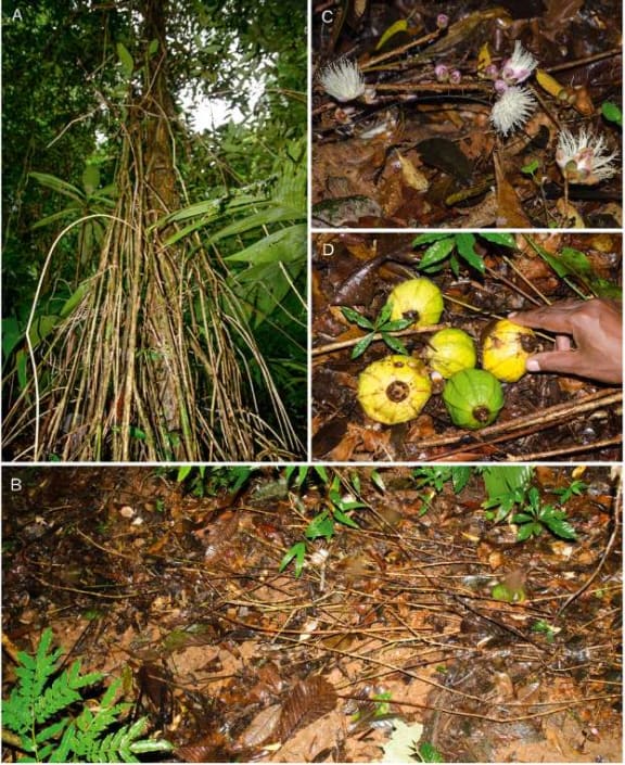 Fig. 3. Eugenia venteri. A numerous aerial roots-like flagella extending down from the main tree trunk; B distal portions of the
long creeping flagella on the forest floor bearing inflorescences with flower buds and open flowers; C close-up of a section of
the terrestrial flagellum bearing flower buds and open flowers with stiff, somewhat spiny roots visible; D a cluster of four ripe
fruits placed in a group around a green immature fruit attached to a flagellum on the ground.