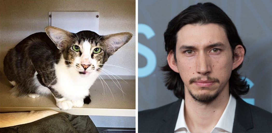 This cat looks so much like Adam Driver/Kylo Ren from Star Wars.