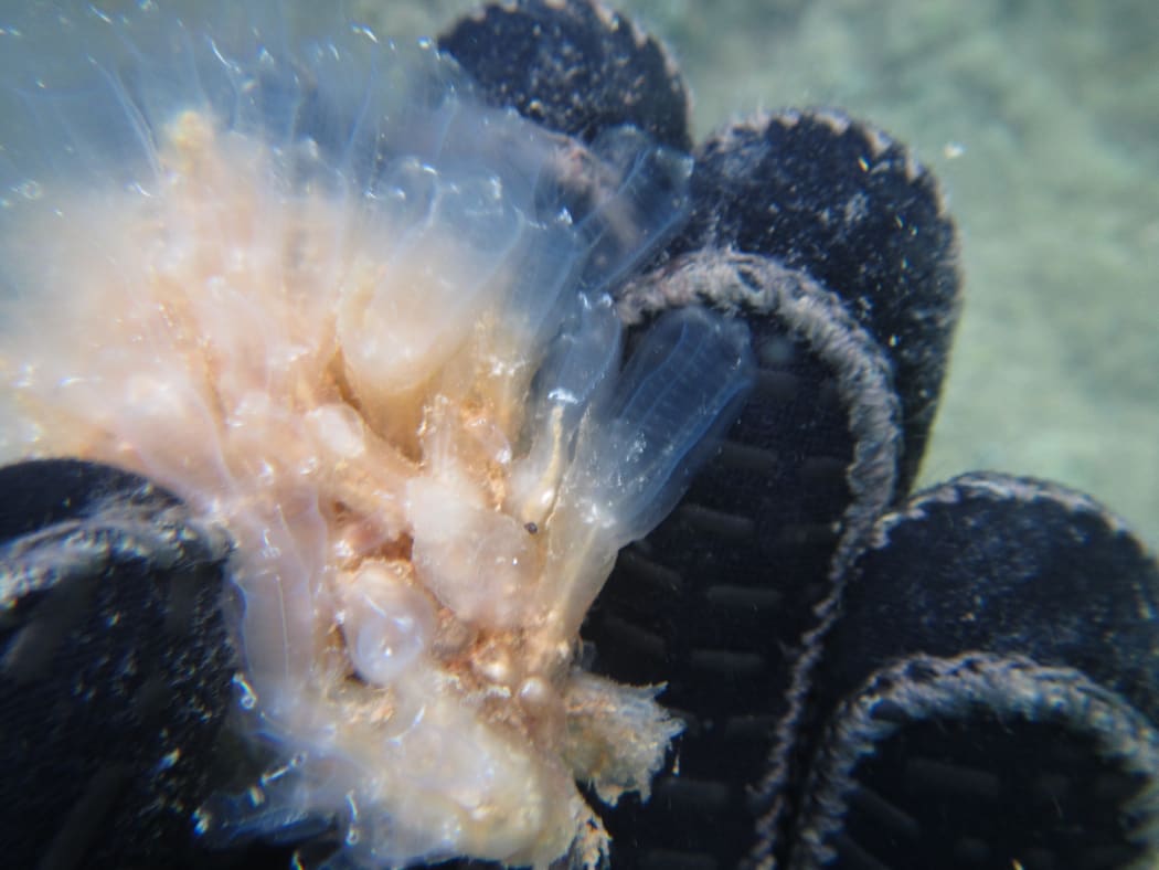 A new sea squirt species, Clavelina oblonga found in the waters around Great Barrier Island,