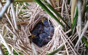Looking down between grassy brown and green stalks to a cup-shaped nest woven from reeds, with three feathery chicks nestled inside it.