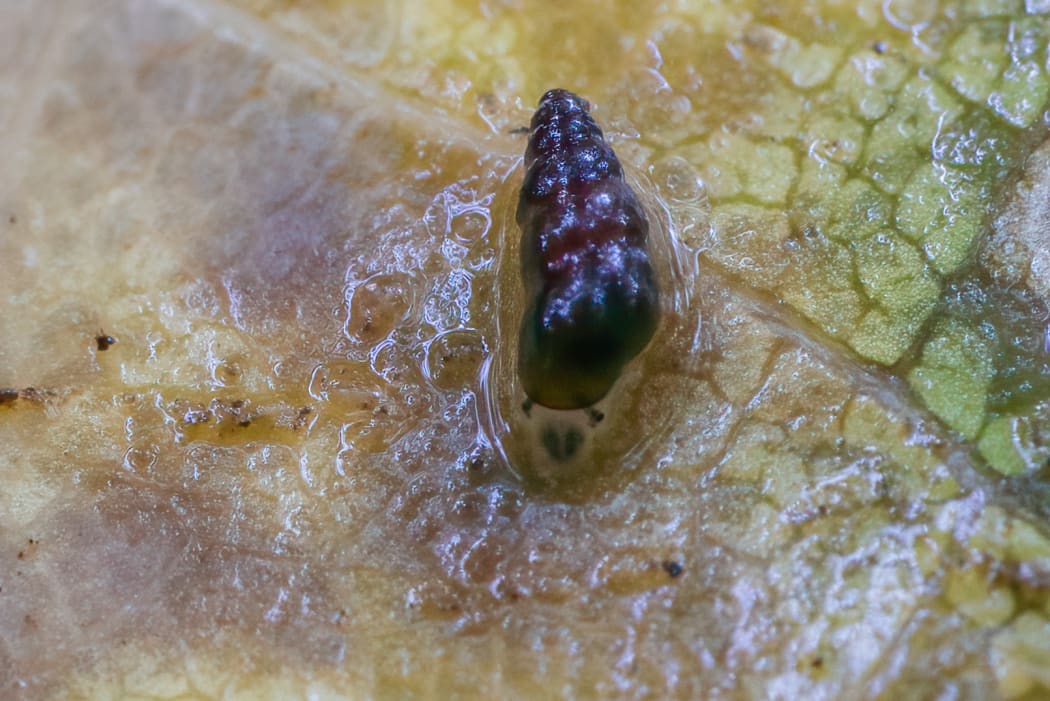 Potamopyrgus oppidanus on māhoe leaf