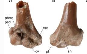 Fossil of Zealandornis relictus