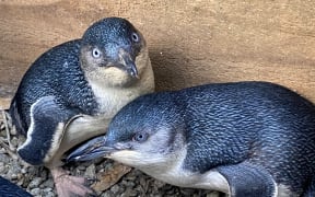 Little Blue Penguins