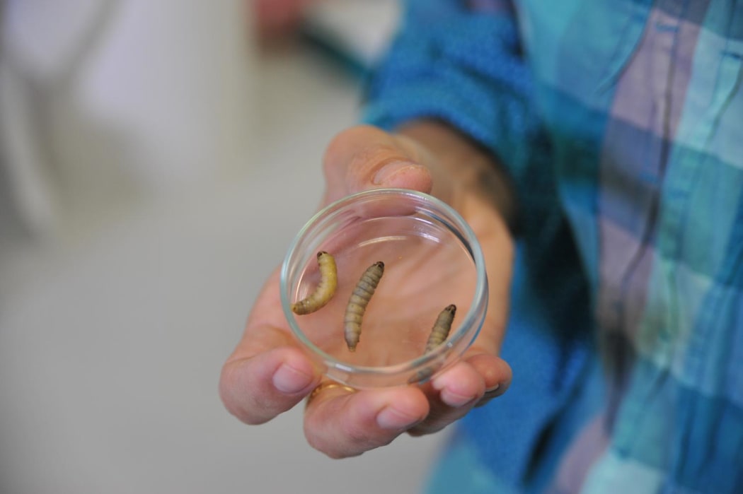 Some of the plastic-eating caterpillars.