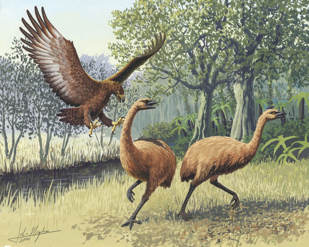 Haast's eagle attacking moa