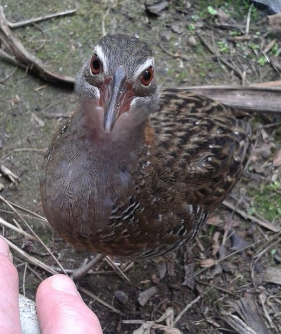 Banded rail chicks, such as this recent fledgling, are commonly given to Great Barrier Island's bird rescue lady Karen Walker to care for as they are easily separated from their parents.