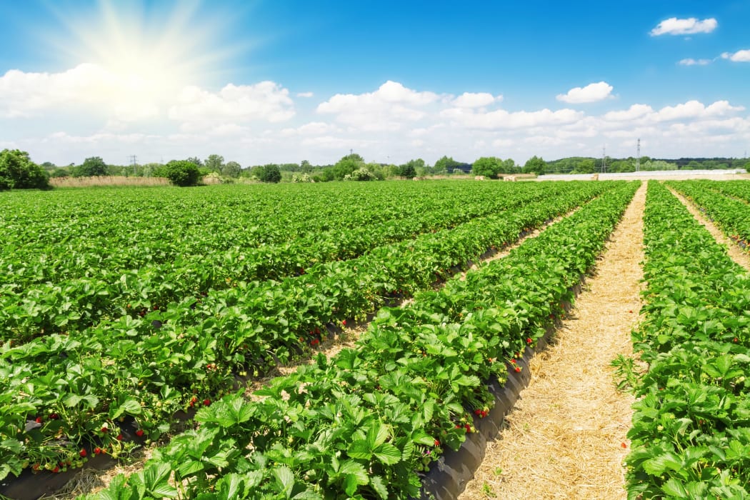 Strawberry plantation on a sunny day.