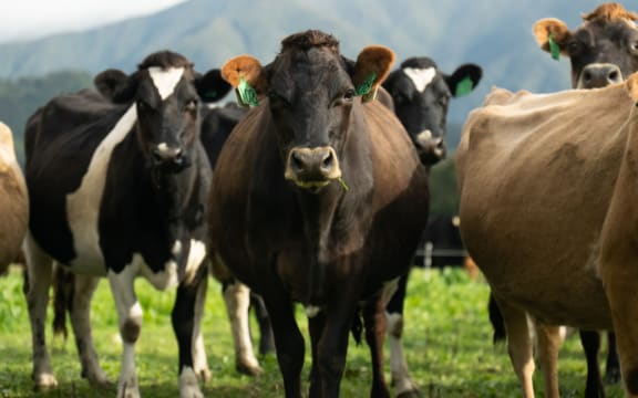 Cows on Tyler and Wayne Langford's farm.