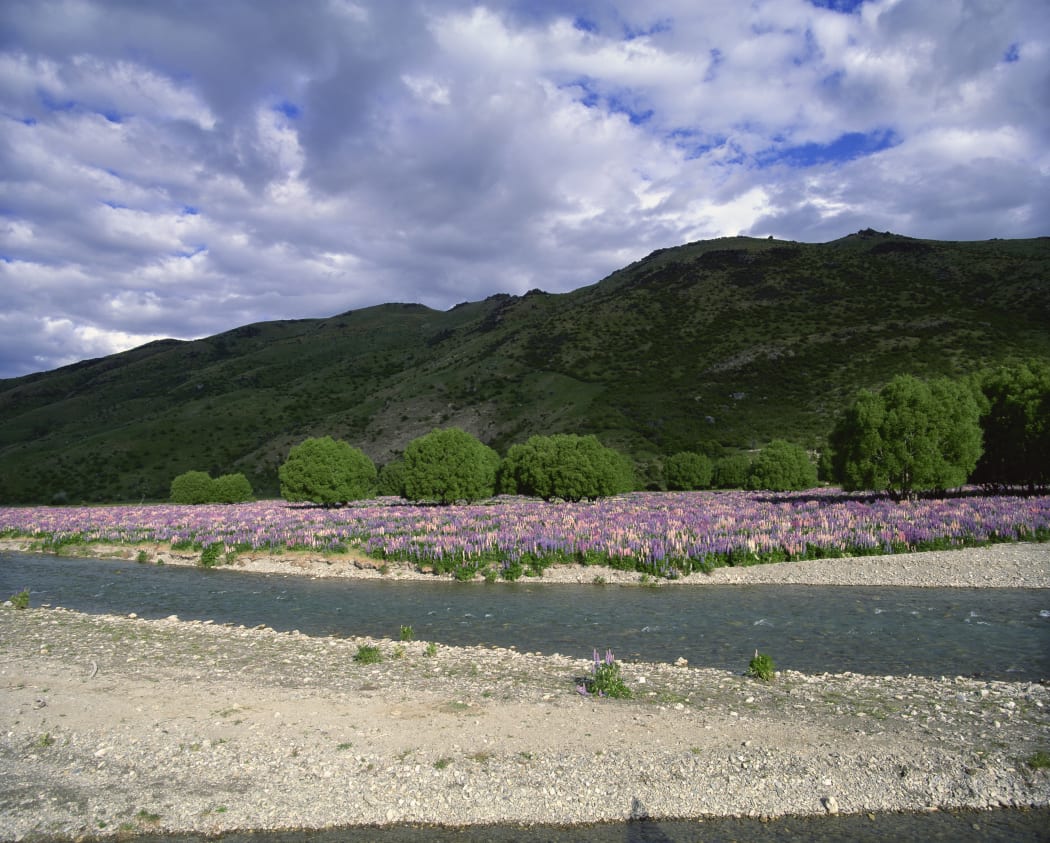 Wild lupins growing in Lindis Valley, Central Otago.