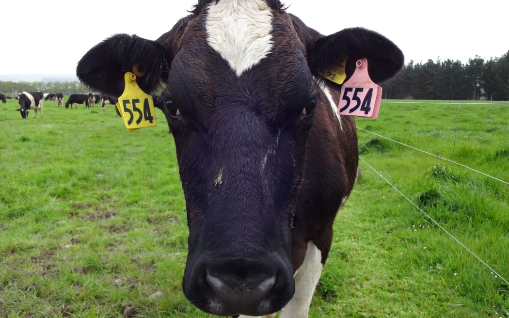 When cows graze on a paddock, they deposit a patch of concentrated nitrogen every time they pee.