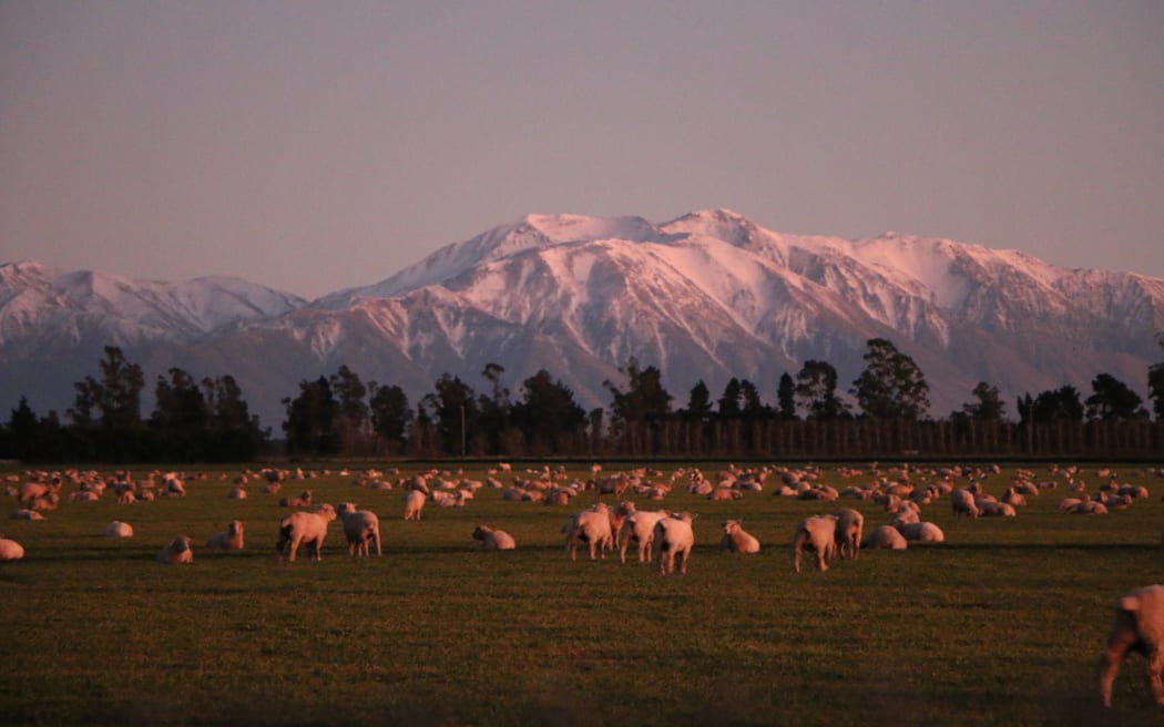 Sheep in paddock South Canterbury