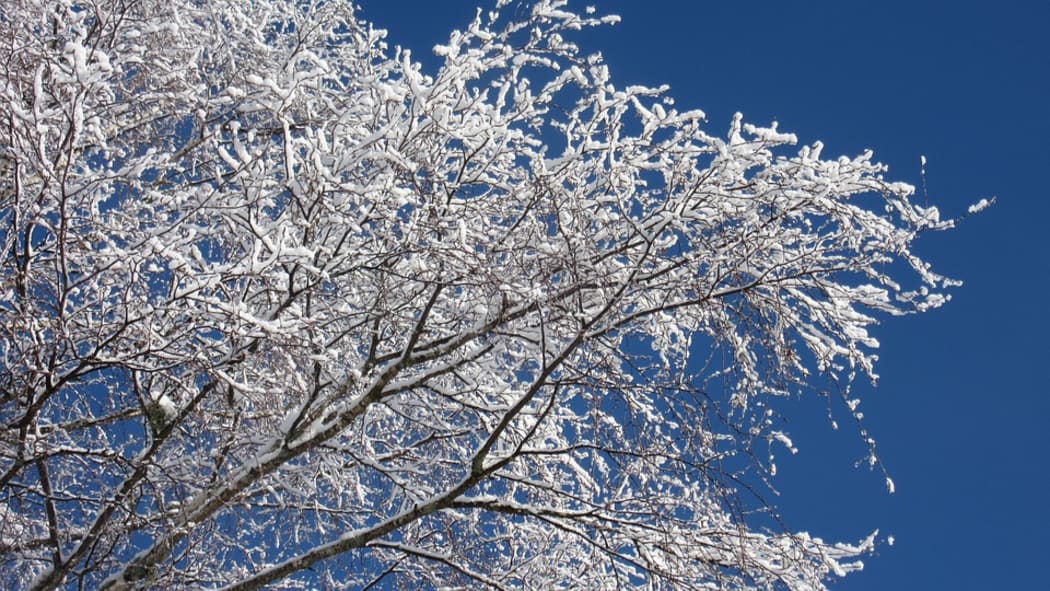 Birch branches, New Zealand.