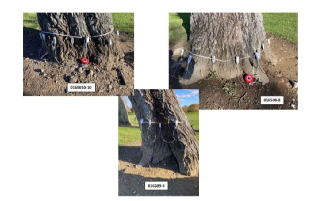 An arborist used radio tomography to determine the health of the trees. SUPPLIED: MARLBOROUGH DISTRICT COUNCIL
