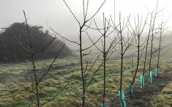 Affected plants seized by MPI