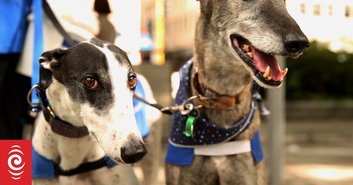 ‘Tenants who have pets often stay’ – greyhound rehomers