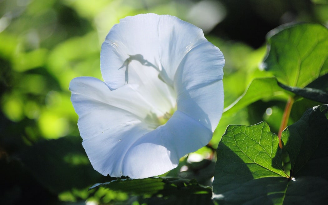 Convulvulus