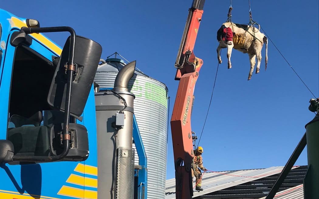 Fire and Emergency crews from Dunsandel and Burnham were called to assist a farmer and vet after a cow got stuck in the middle of a milking platform and had to be airlifted to safety.