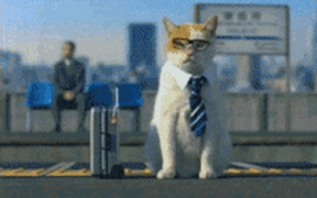 A white cat in collar and tie doing business things