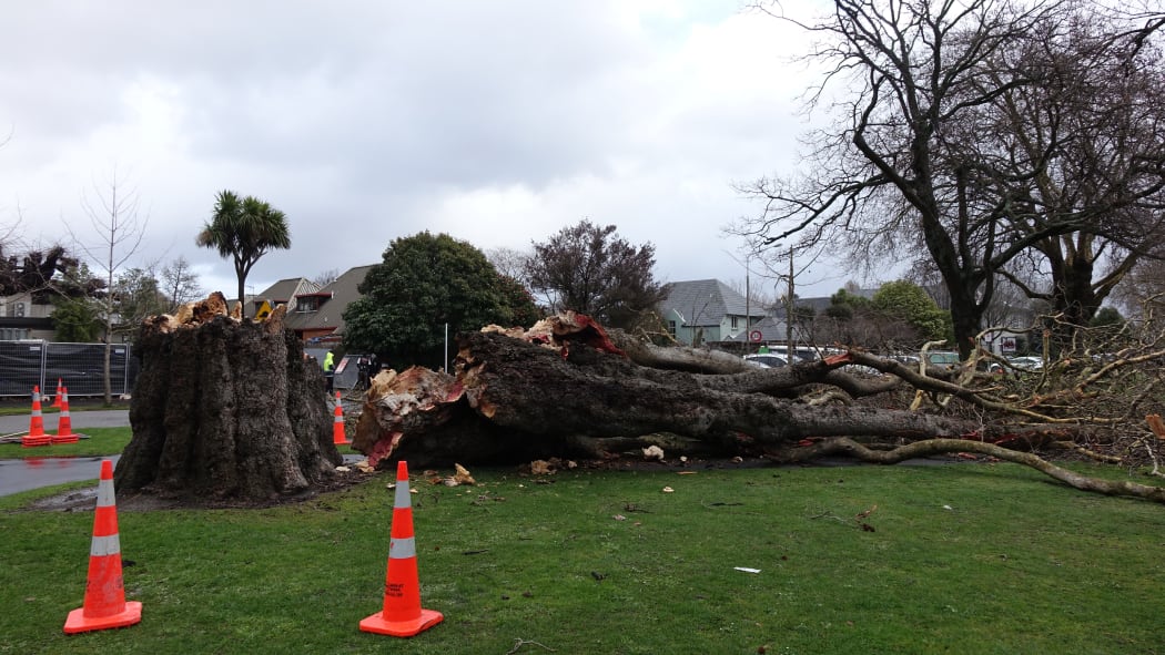 A huge tree in Cranmer Square was one of a number in Christchurch toppled by strong winds.