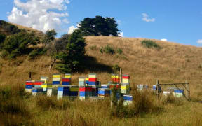 Beehives in Waikato