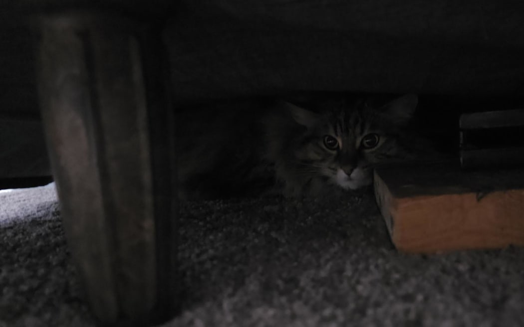 My darling cat Rocket and I are currently sitting under the bed where she feels safest while the houses on either side of us are setting off fireworks.
She and I have been tuned into Guy Fawkes Night Concert for Animals while we go forward into the evening.