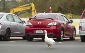 Geese have migrated away from the lakefront in Rotorua.