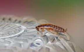 A cockroach crawling on glass.