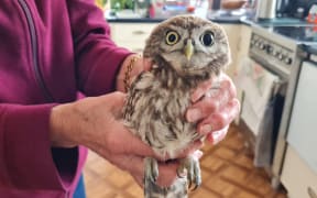 Owl Rescue