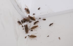 Just some of the hundreds of cockroaches seen in a state house in Otara today.