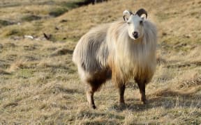 19489693 - rare white himalayan tahr bull, hemitragus jemlahicus, in the southern alps of new zealand