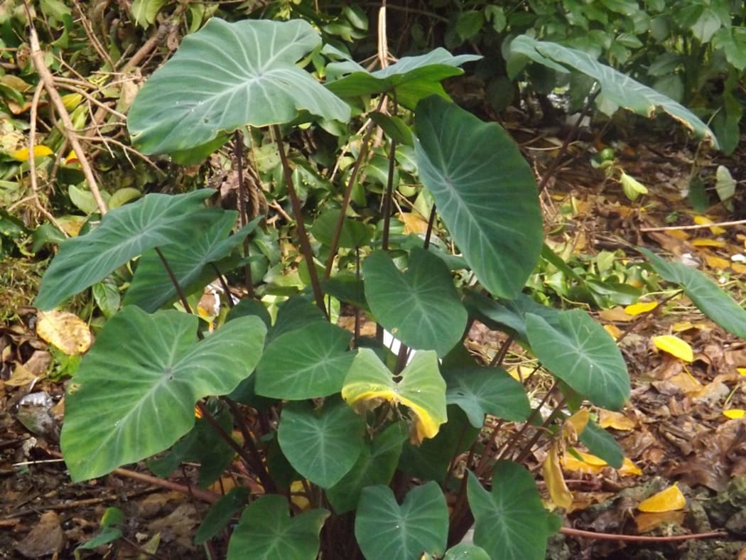 A Taro plant