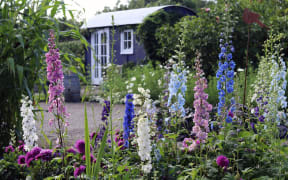 Early Delphiniums