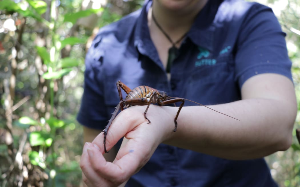 Wētāpunga release in Shakespear Regional Park