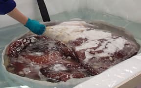 The colossal squid is defrosted.