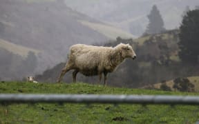 Sheep