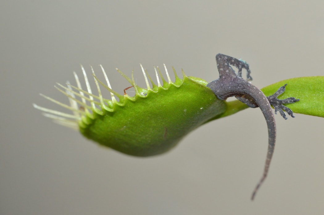 Lizard in venus fly trap