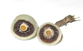 Psilocybe weraroa - an indigenous fungus containing the psychedelic compound psilocybin