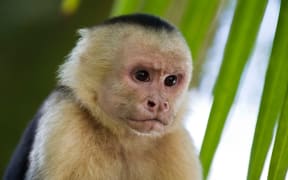 Capuchin Monkey