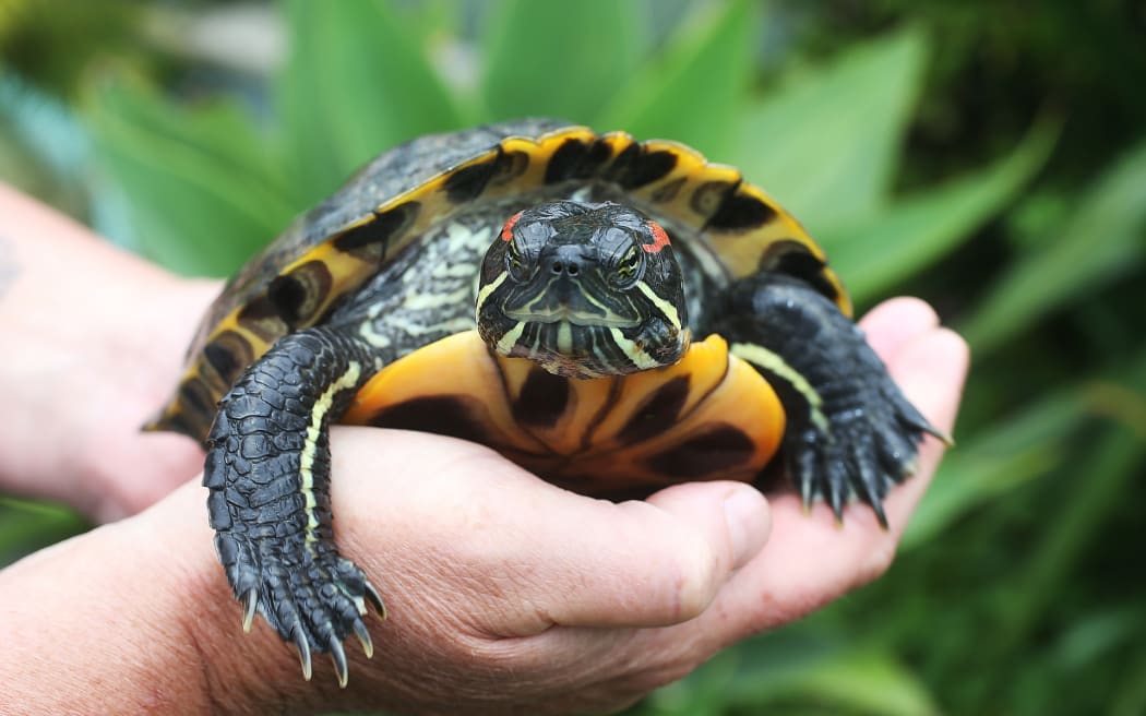 A red-eared turtle in Massey, Auckland, in 2015. The turtles are a pest and are getting into waterways, threatening native wildlife.