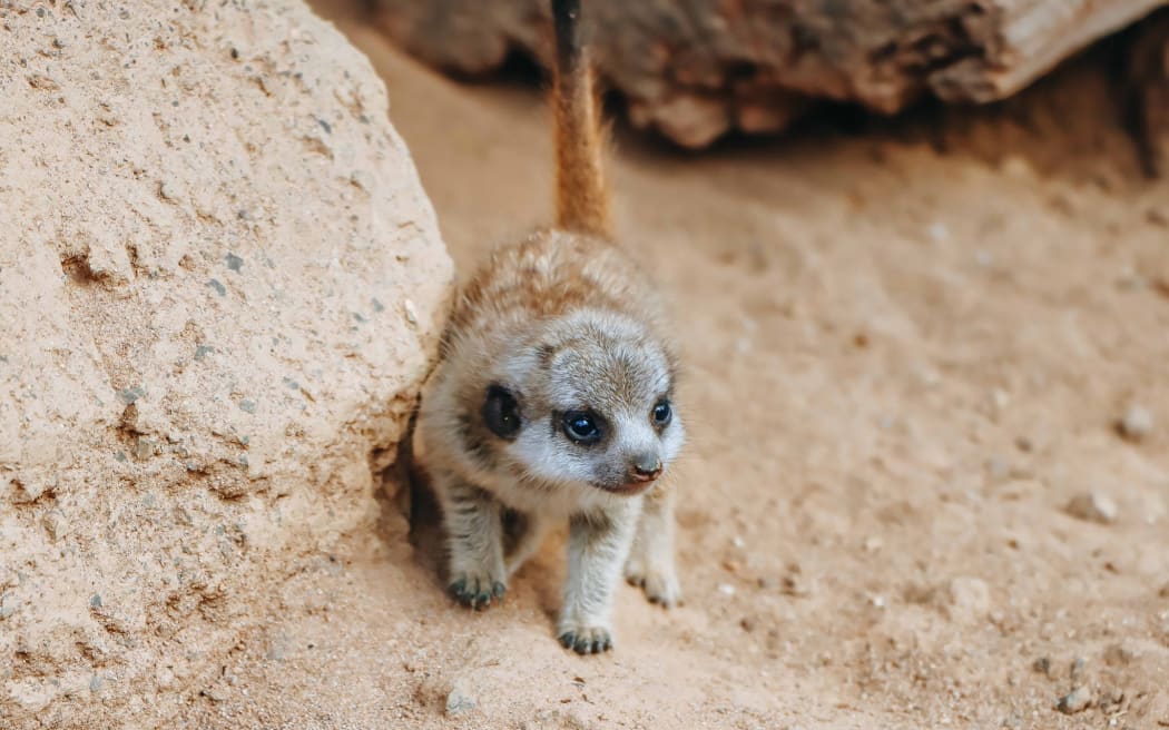 Auckland Zoo's meerkat Adia has had a litter of four pups.