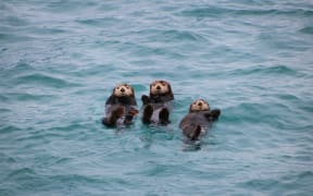 Three sea otters playing in Gulf of Alaska, North Pacific Ocean in Kenai Fjords, Alaska