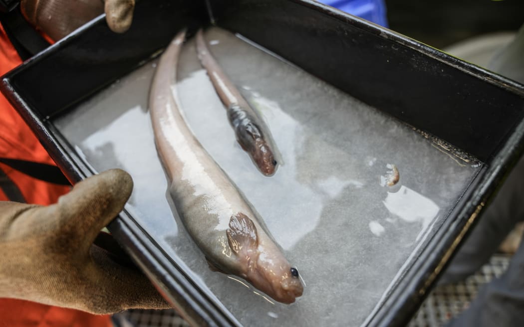 Ocean Census voyage - Bounty Trough. Two eelpouts new to science taken in a fish trap set in 2,700 m depth on the Ocean Census Expedition to the Bounty Trough.
