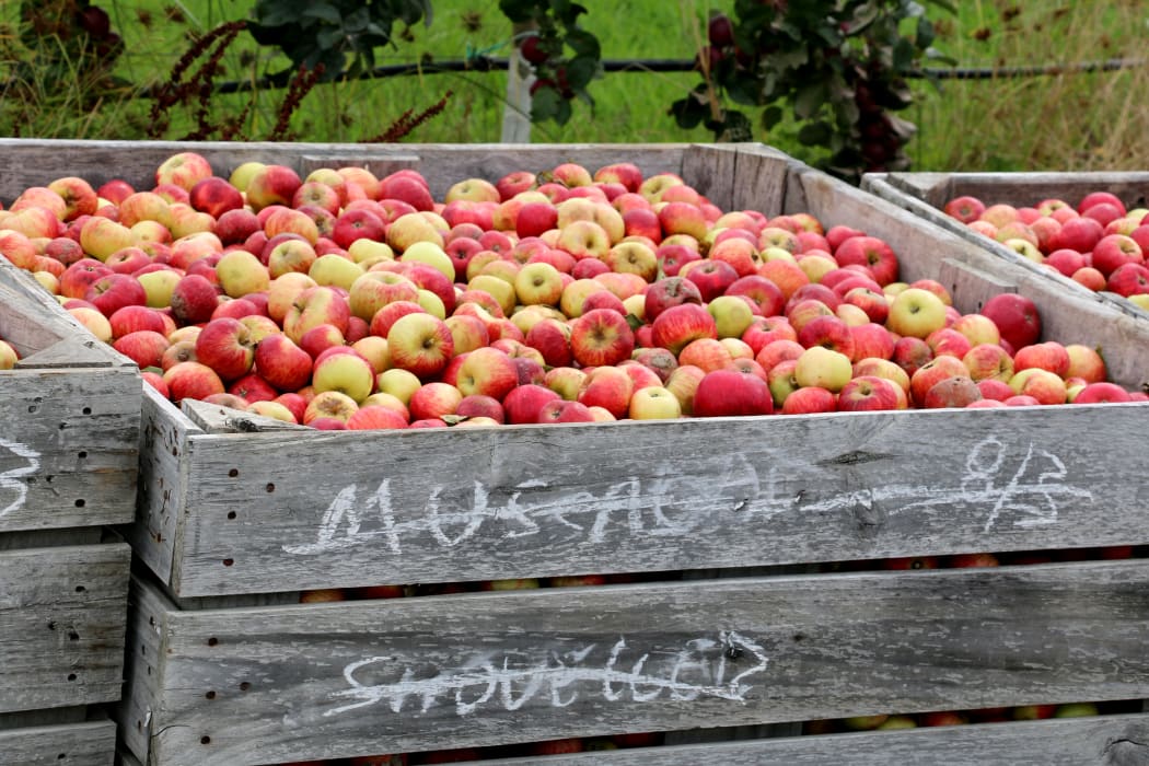 Apples waiting to be pressed and made into cider