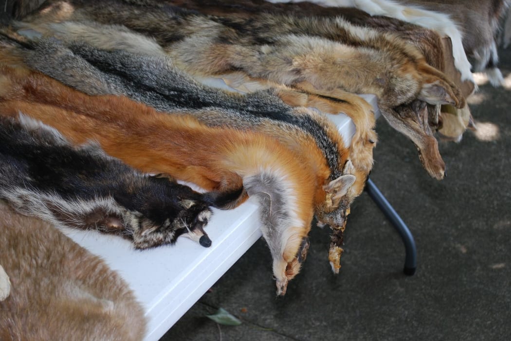 Fur is controversial in fashion